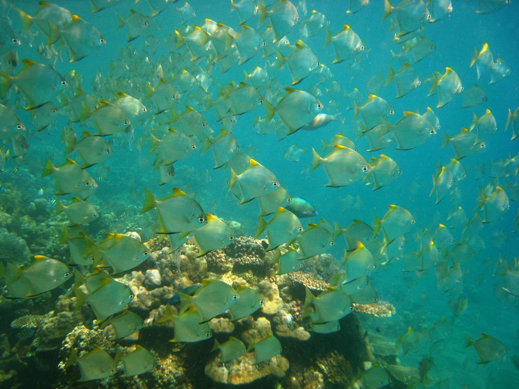 加郎强仁简易别墅 艾湄湾 外观 照片